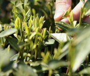 茶的原產(chǎn)地是哪個(gè)國(guó)家？
