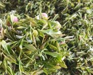 臨沂特產(chǎn)送人必買清單？