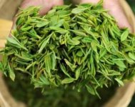 茶樹產(chǎn)量高嗎？一畝產(chǎn)多少斤？