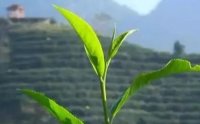 客田鎮(zhèn)：茶樹(shù)吐新芽，茶農(nóng)喜增收