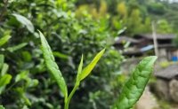 4月19日最新咨詢：“七安紅”春茶開始采收，新